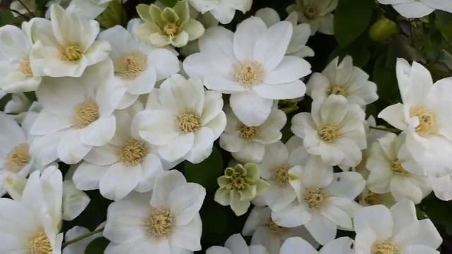 Клематис Guernsey cream в моем саду краткий обзор сорта