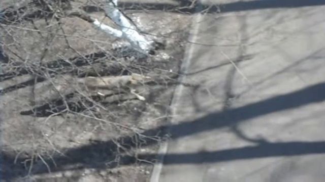 Собака лает / The Dog Is Barking