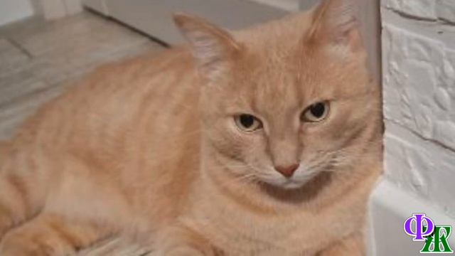 - Ууууааа! - завопил Скизи, взглянув на КОТА, я ИСПУГАЛАСЬ, почему щёки на ушах, что случилось?