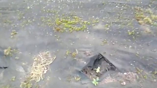 фасоль спаржевая без прополок