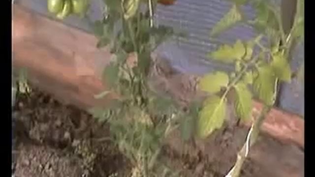 Чесночный томат.