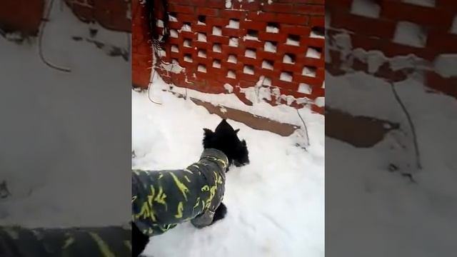 щенки ризеншнауцера