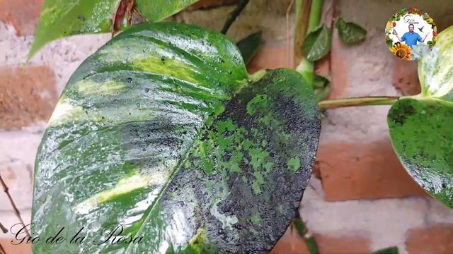 COMO ELIMINAR EL HONGO NEGRILLA O FUMAGINA DE TODAS NUESTRAS PLANTAS Del JARDIN | Gio De La Rosa