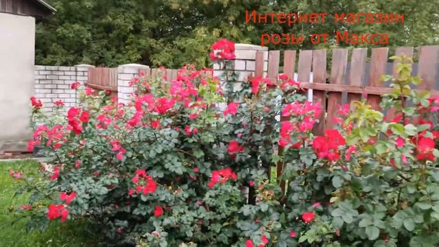 Обзор роз 21.08.2023