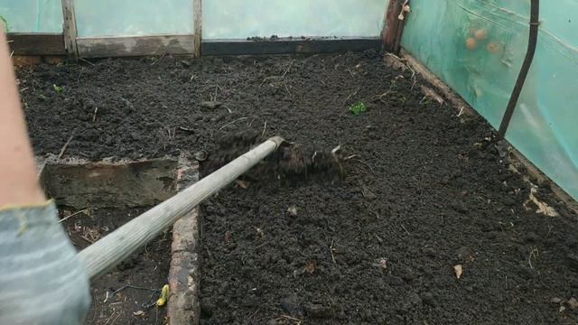 Посадка огурцов и подготовка грядки.