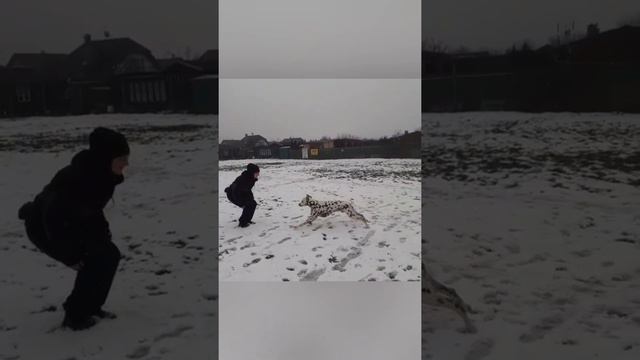 Poslušnost Dalmatin