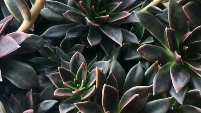 Echeveria Serrana