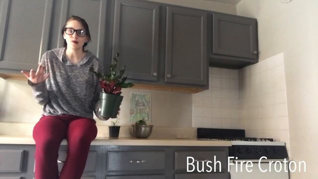 House Plant Tour!!