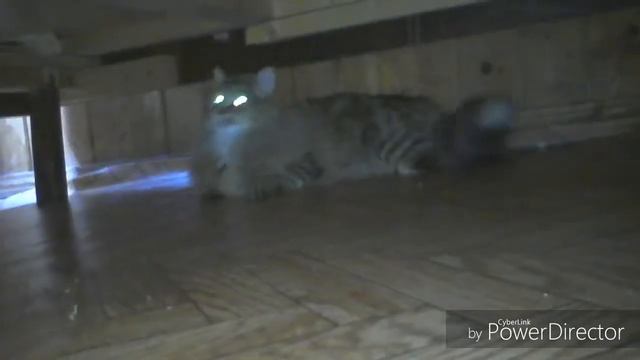 Кошка маруся