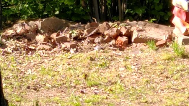 Птички тясогузки