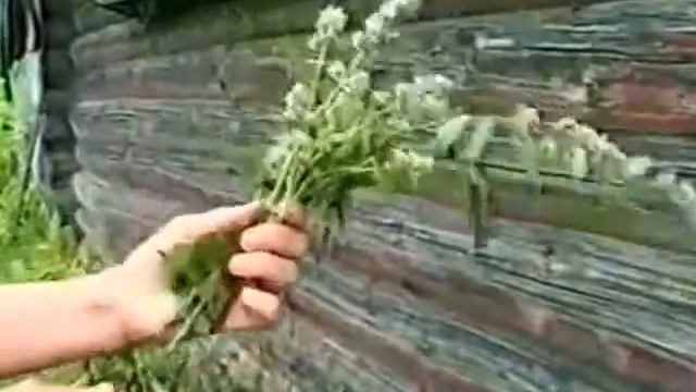 5. Лечебные растения малина, мелиса, можжевельник, мокрица.