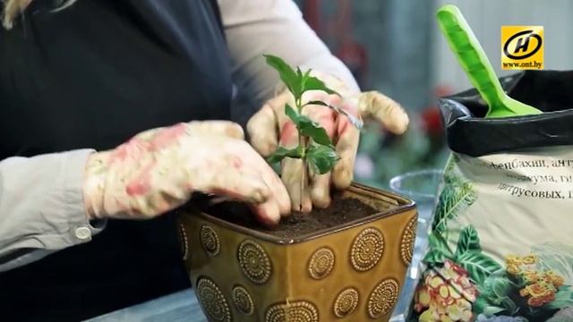 Вырастить кофе дома грунт Живой мир от Ботанического сада г. Минска