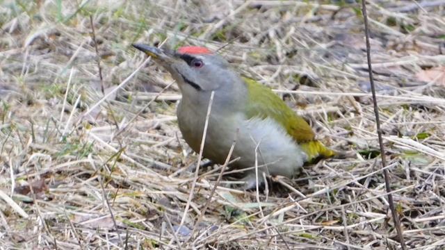 Green Woodpecker On The Ground, зелёный дятел на земле