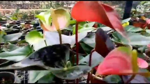 ඇන්තූරියම් වගාව/How To Grow Anthurium/බැංකොක් ඇන්තූරියම් රේන්බෝ/anthurium Plant Srilanka.