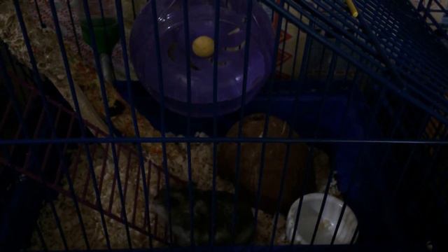 Новости Животных | Хомячки Is Хорошо