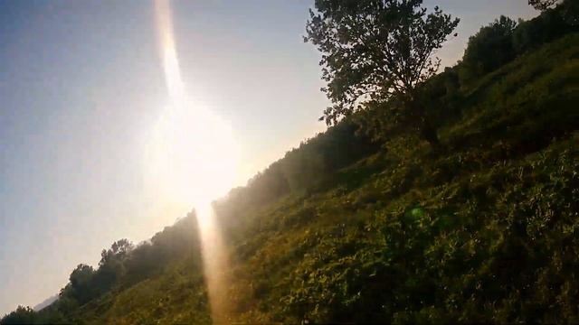 Три дерева, один квадрик.
