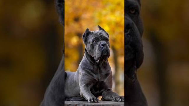 Напиши свой топ в комментариях ⤵️ #Породысобак #собаки #лабрадор #бладхаунд #топ5