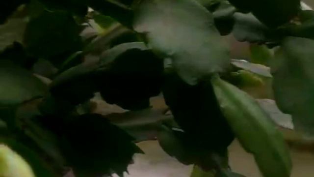 Почему декабрист сбрасывает бутоны ☝️