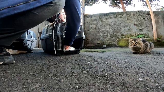 Catching Two Cats For The TNR Program.