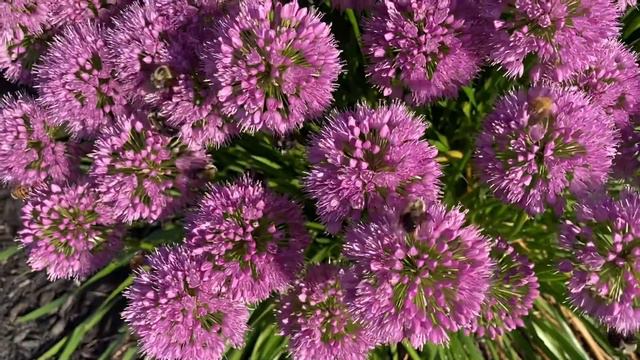 One Of The Best Pollinators You Can Add To Your Garden   Millennium Ornamental Onion