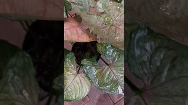 Syngonium Strawberry Ice