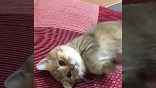 Милый котик! :3