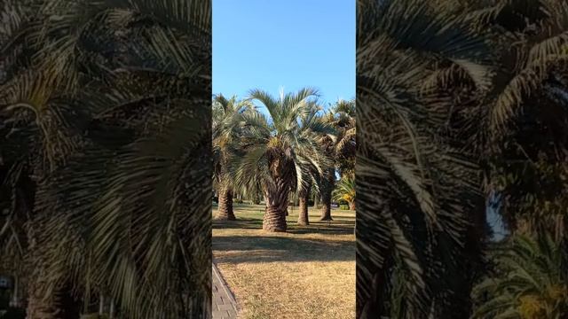 г.СОЧИ , ПАЛЬМОВЫЙ  ПАРК  ПЕРЕД  МОРСКИМ  ВОКЗАЛОМ , 27.08.23г .