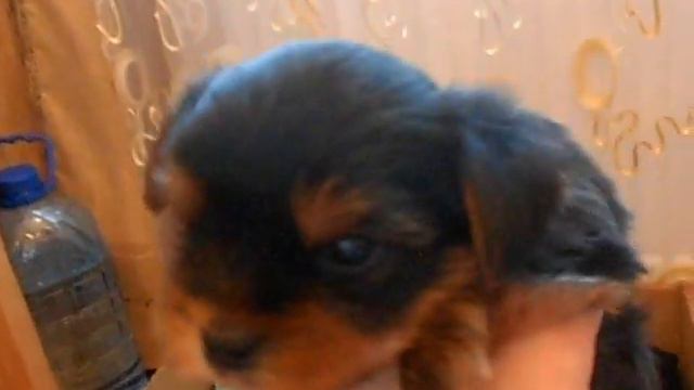 щенки Лины и Вайта