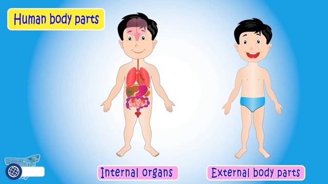 Organ System | External & Internal Body Parts | Human Organ Systems | Body Parts | Science