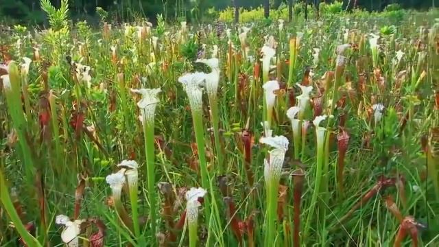 Темная сторона растений| хищные растения (Скрытый мир)