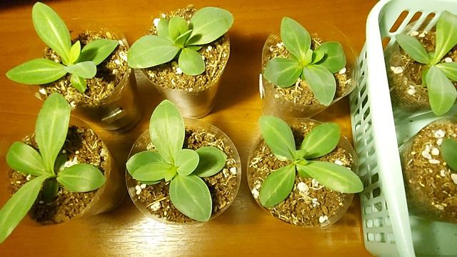 A617d560f3f97c02063d049a649cc03d