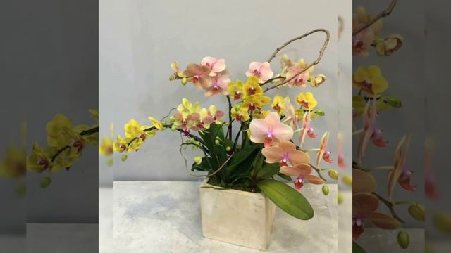 Adorable and stunning colorful phalaenopsis flower arrangement ideas and phalaenopsis orchids part