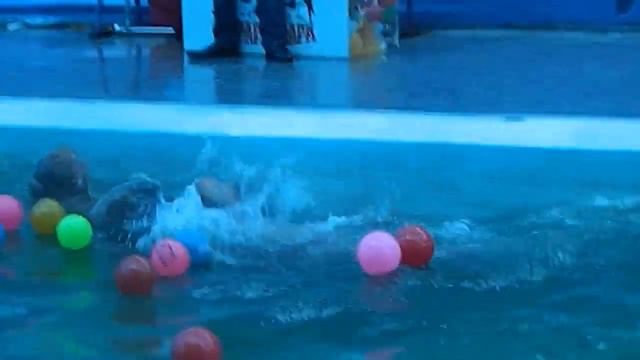 Москва,Дуся морской тюлень, представление.