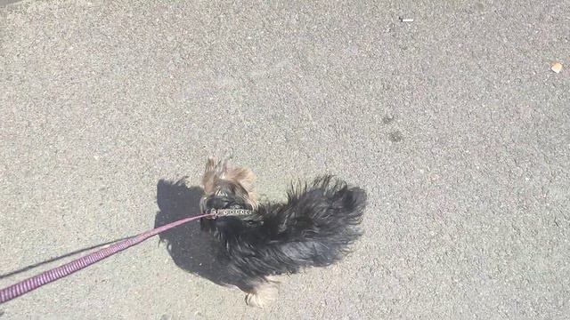 про ветелинарную клинику воля про Макса про лечение какое выписали ему. буду лечить Макса Йорка.