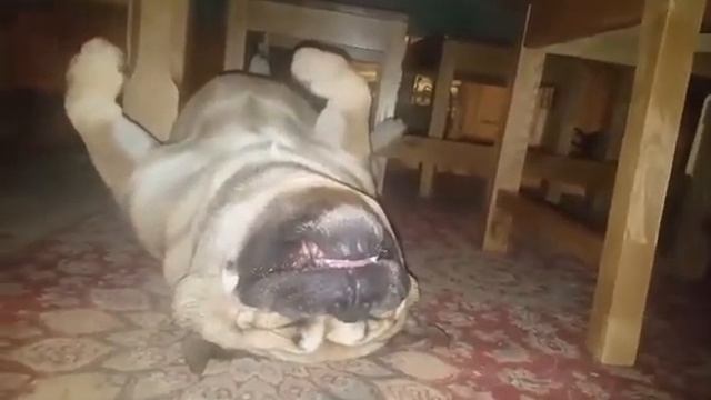 собака храпит