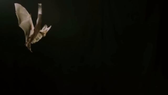 Самые шокирующие гипотезы — Тайная жизнь летучих мышей (07.06.2022)