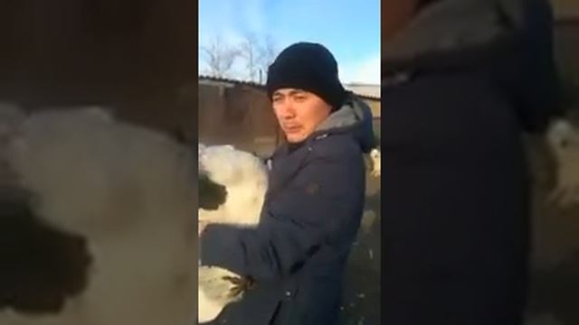 9 кг гуси Линда 128 дней