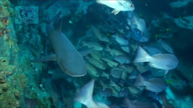 Клады и акулы острова Кокос