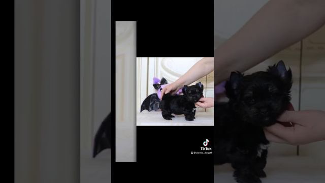 Boy Black Yorkshire Gene Chocolate ❤️🔥❤️🔥❤️🔥  #puppy #dog #cutedog #biewer #бивер #йорк