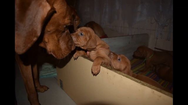 Помёт В: Усатый нянь