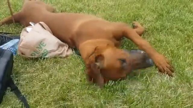 61849d4b20a85a9af7cafd9830cb8483