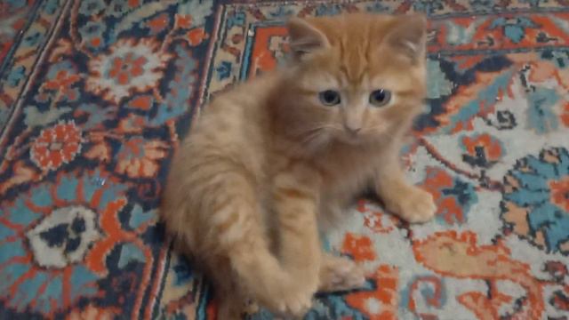 Кошка АСЯ на чили-Как она питается /Часть 2