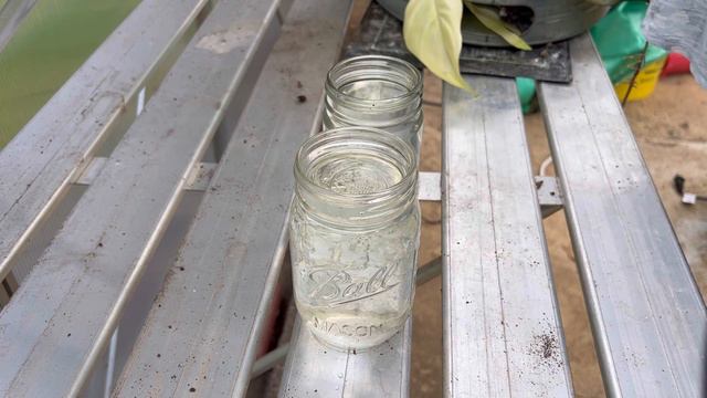 Grow Your Plant Collection: 3 Easy Ways To Propagate Syngonium, Begonia, And Philodendron