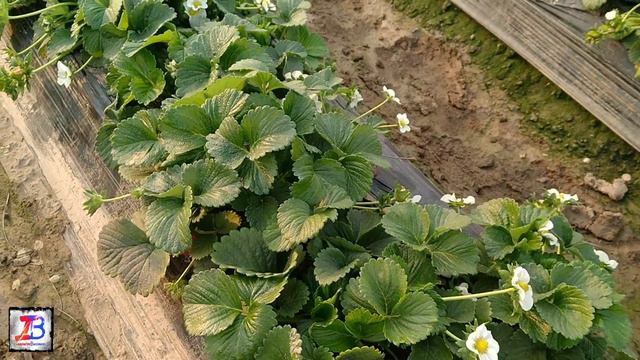 Strawberry Farming Information, Interview Mohammed Sarfaraz, Mandi Bahauddin, Punjab, Pakistan, Urd