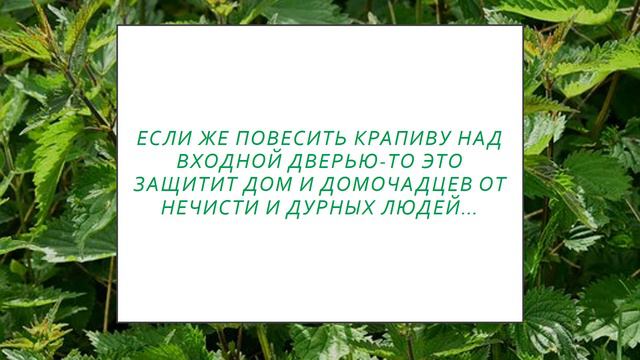 Магические свойства крапивы. Все о магии.