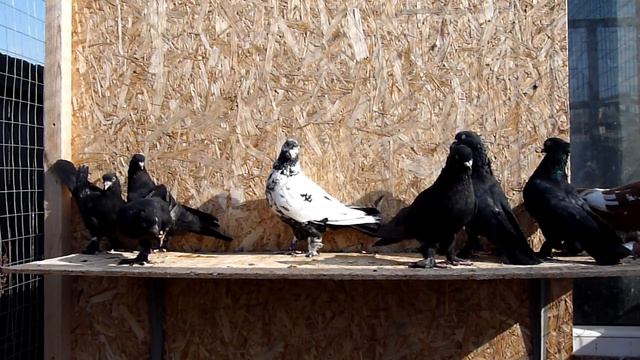 Общие вопросы (чистая линия, лет, игра, цена)