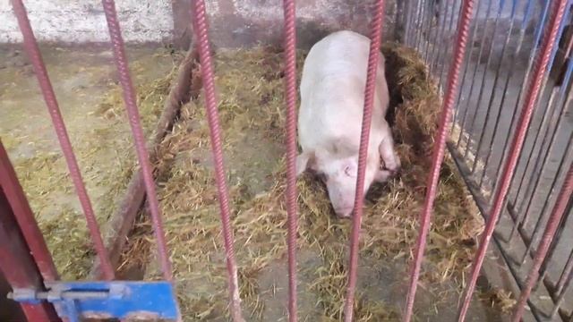 14c89a998fc7ba90dc18a42dc46ec81f