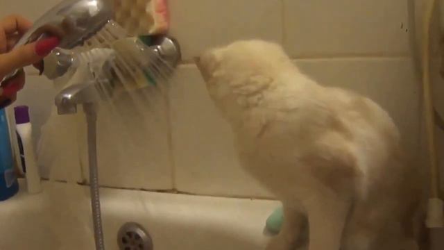 Кошка и ее хозяйка в ванной