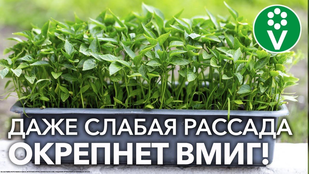 ХОТЯ БЫ РАЗ ПОДКОРМИТЕ РАССАДУ ЭТИМ! Дешевле не бывает а результат налицо!