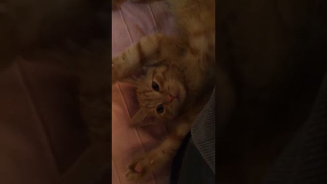 5e74e121ff37a1361892ee1837183eb7